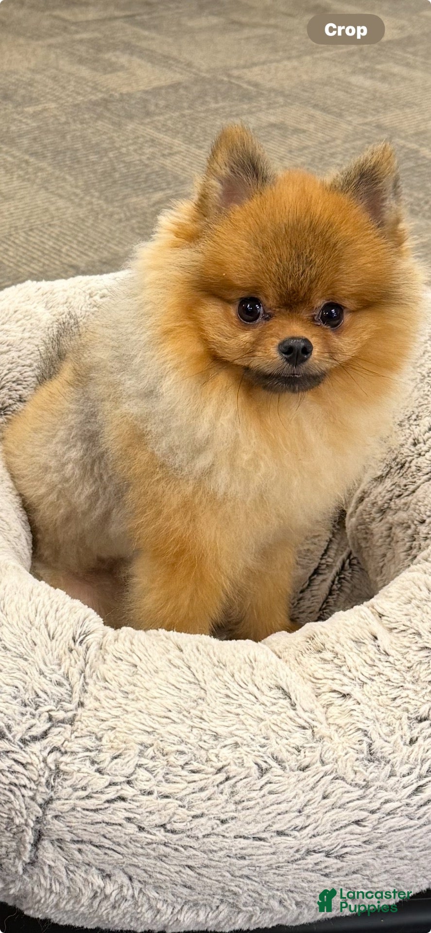 Pomeranian dogs Simba - Ad 5