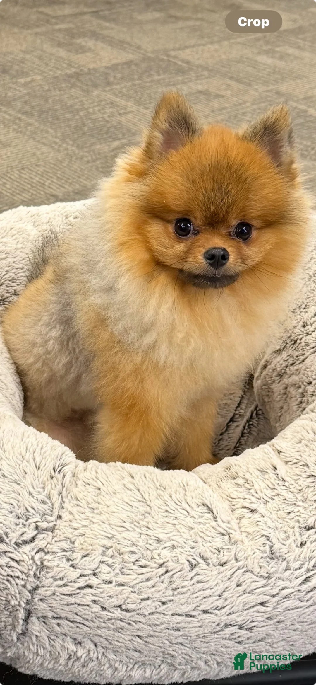 Pomeranian dogs for stud: Simba - Ad 1