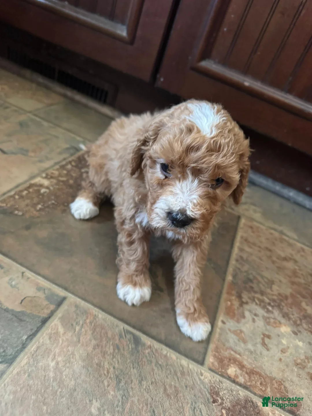 Bernedoodle dogs for sale: mini Bernedoodle Puppy 7 - brown - Ad 3