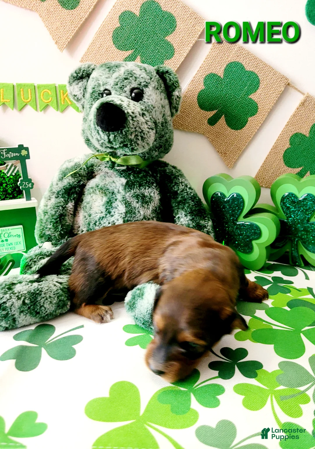 Miniature Dachshund dogs for sale: Romeo - Ad 4