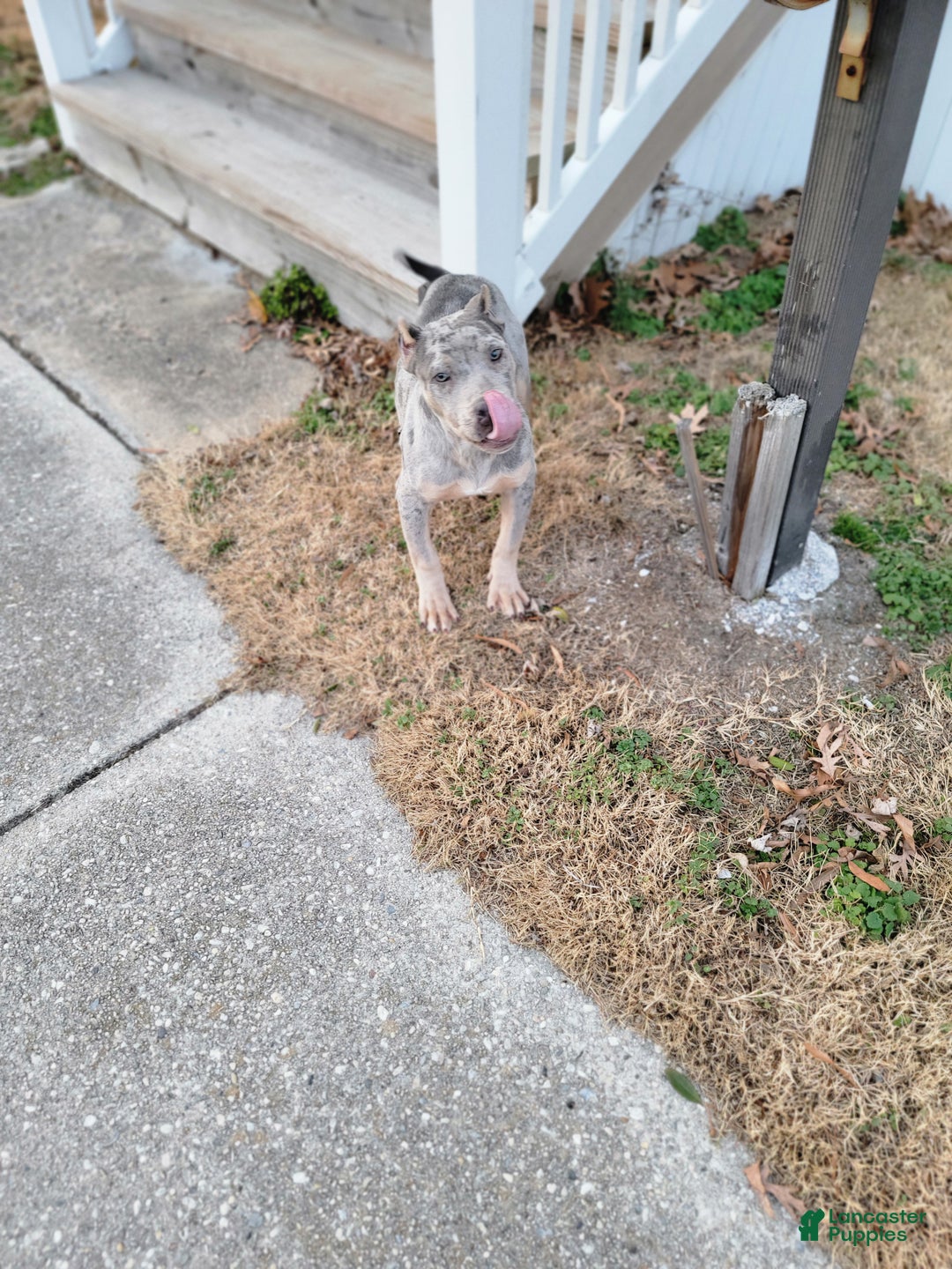 American Bully dogs for sale: American Bully Puppy 1 - Ad 7