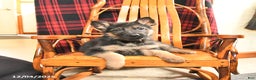 German Shepherd dogs for sale: Peppermint - Ad 5