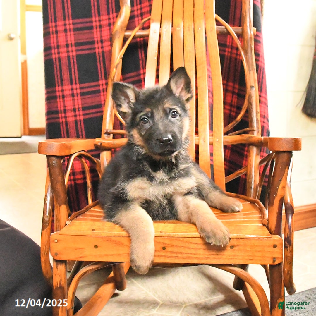 German Shepherd dogs for sale: Peppermint - Ad 5