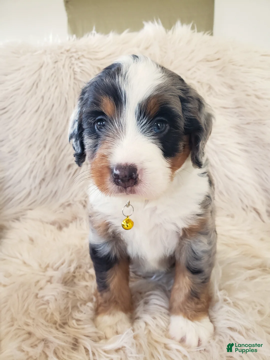Mini Bernedoodle dogs for sale: RIO - Ad 2