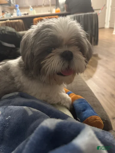 Gallery Image {{count}}