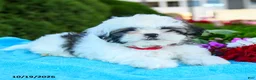 Shih Tzu dogs for sale: Ada - Ad 5