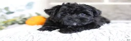Yorkiepoo dogs for sale: Pixie - Ad 11