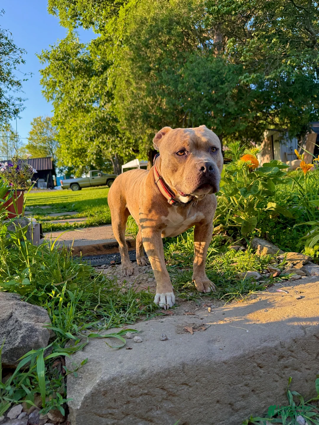 Mixed Breed dogs for sale: Mixed Breed 5 - Ad 3