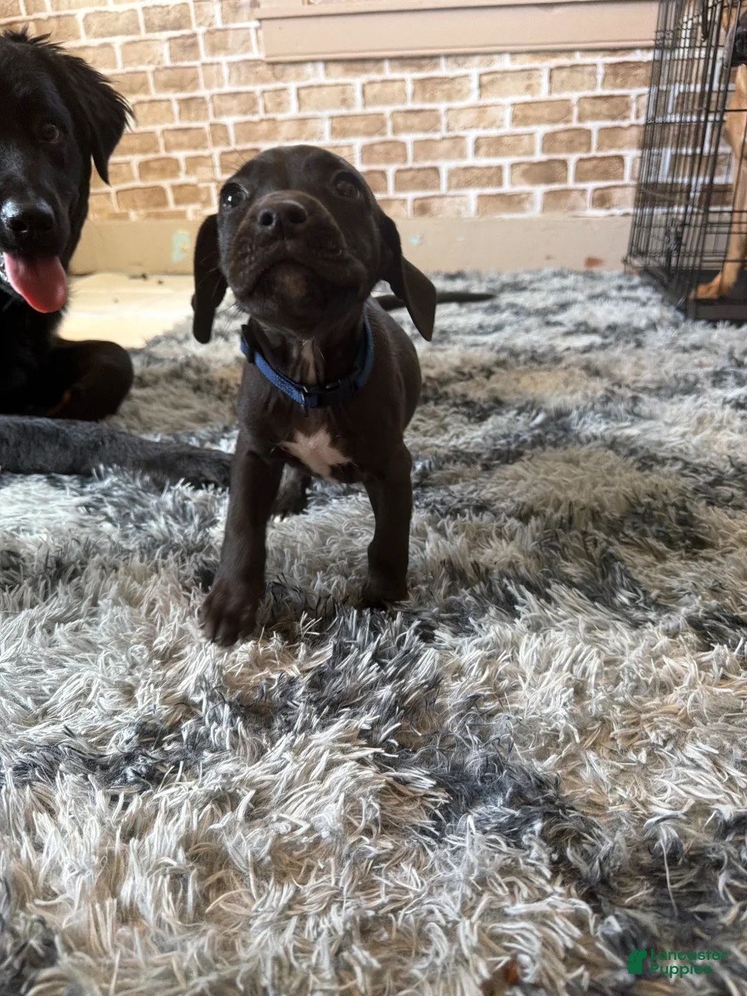 Mixed Breed dogs for sale: Mixed Breed Puppy 3 - Ad 1