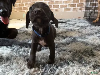 Mixed Breed dogs Mixed Breed Puppy 3 - Ad 28