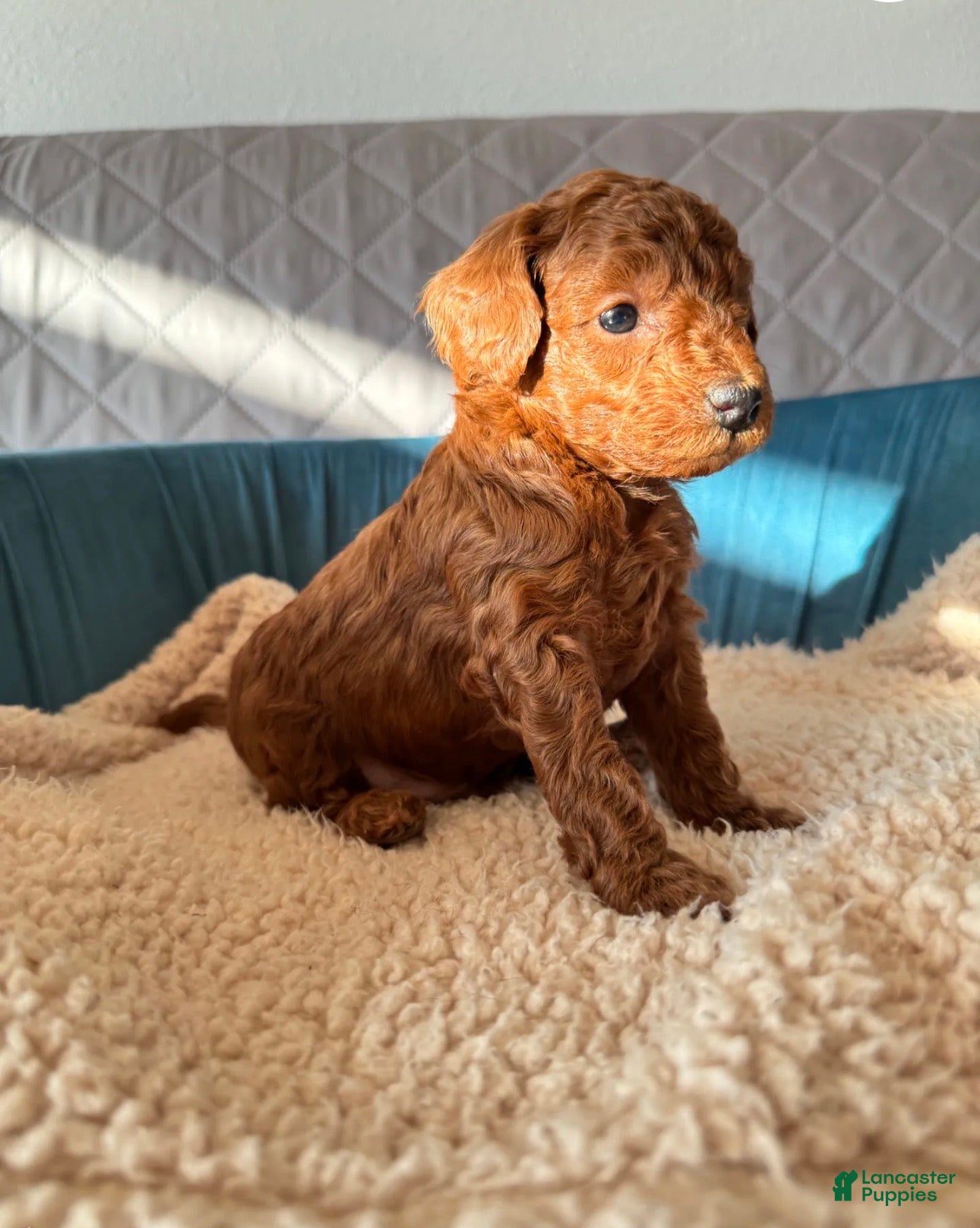 Toy Poodle dogs Remy - Ad 2