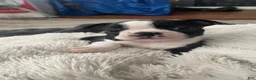 Boston Terrier dogs for sale: Dash - Ad 3