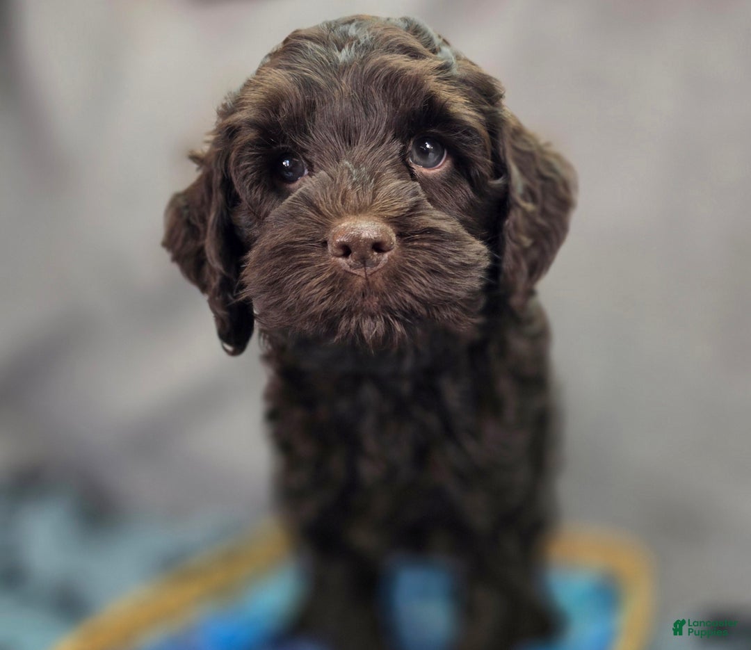 Cockapoo dogs for sale: Breeze - Ad 2