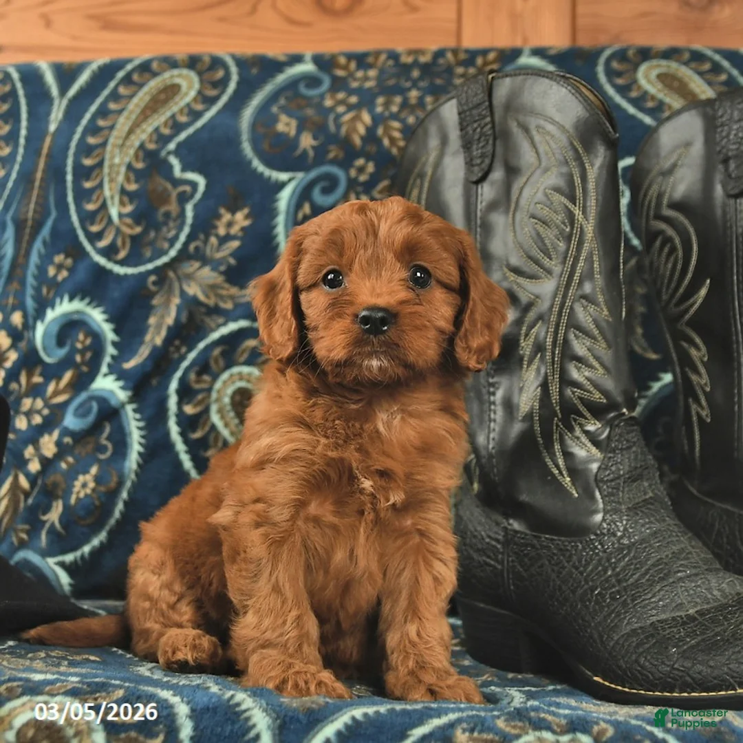 Cavapoo dogs for sale: Tinkerbell  - Ad 2