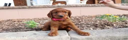 Irish Setter dogs for sale: Avorie - Ad 4
