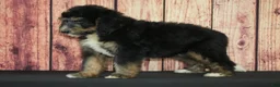 Bernedoodle dogs for sale: Garth F1 - Ad 3
