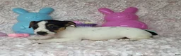 Jack Russell Terrier dogs for sale: Lois CKC Registered  - Ad 5