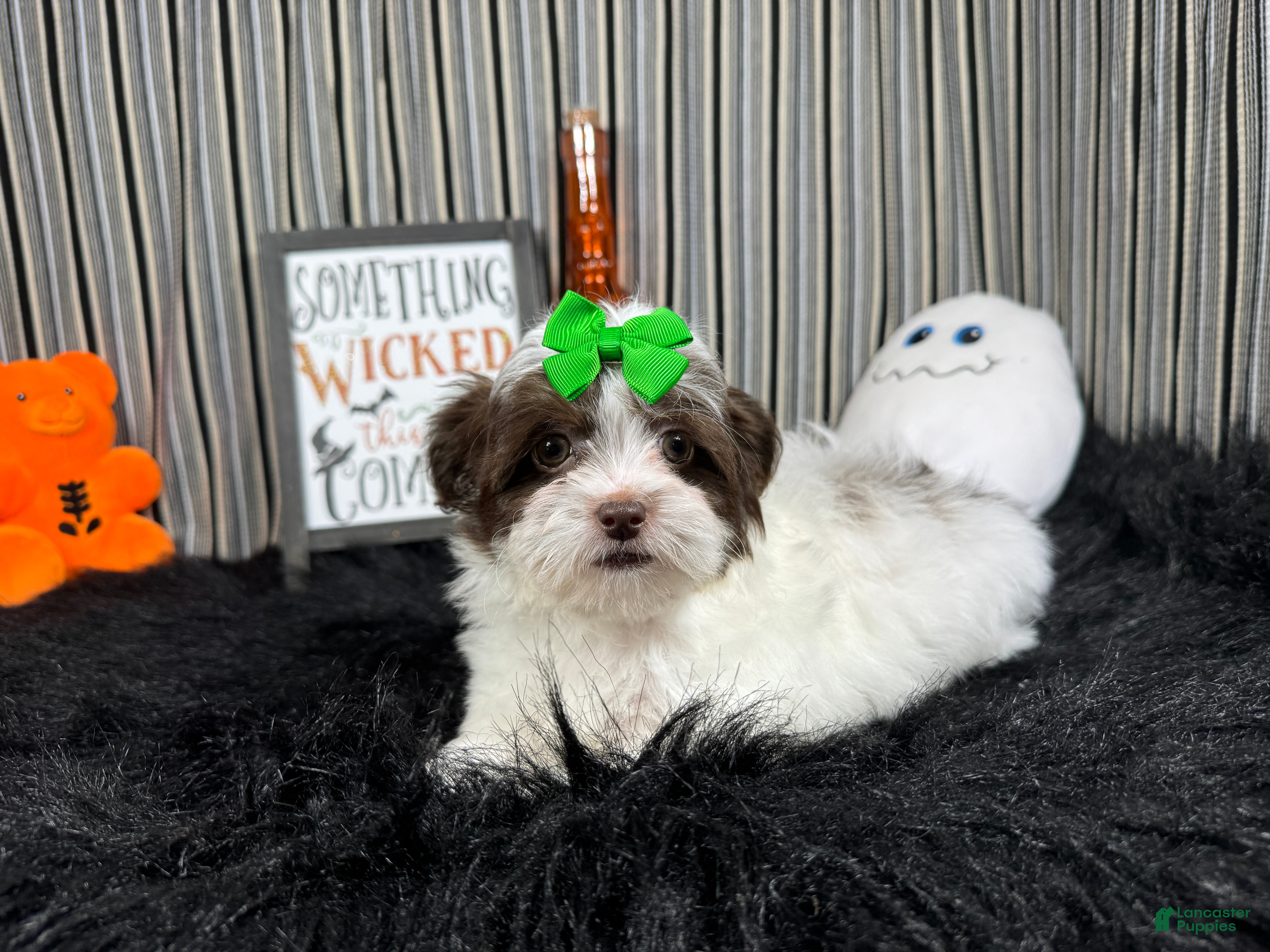 Shihpoo dogs Shihpoo 3 - Ad 37