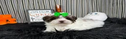 Shihpoo dogs for sale: Shihpoo 3 - Ad 4