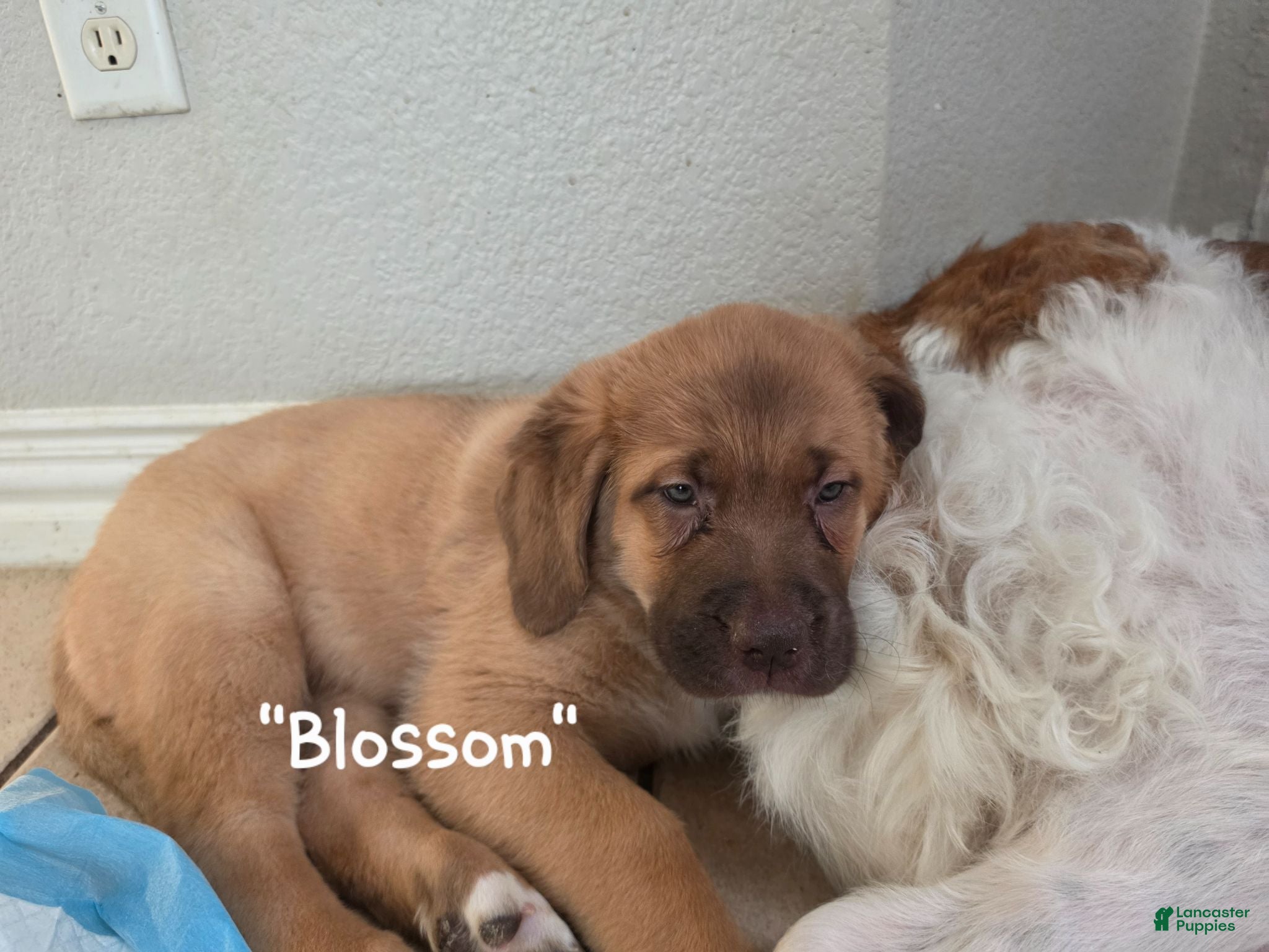 Mixed Breed dogs "Blossom" - St. Bermastiff  - Ad 1