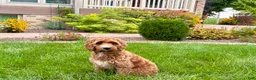 Cockapoo dogs for sale: Kip  - Ad 1