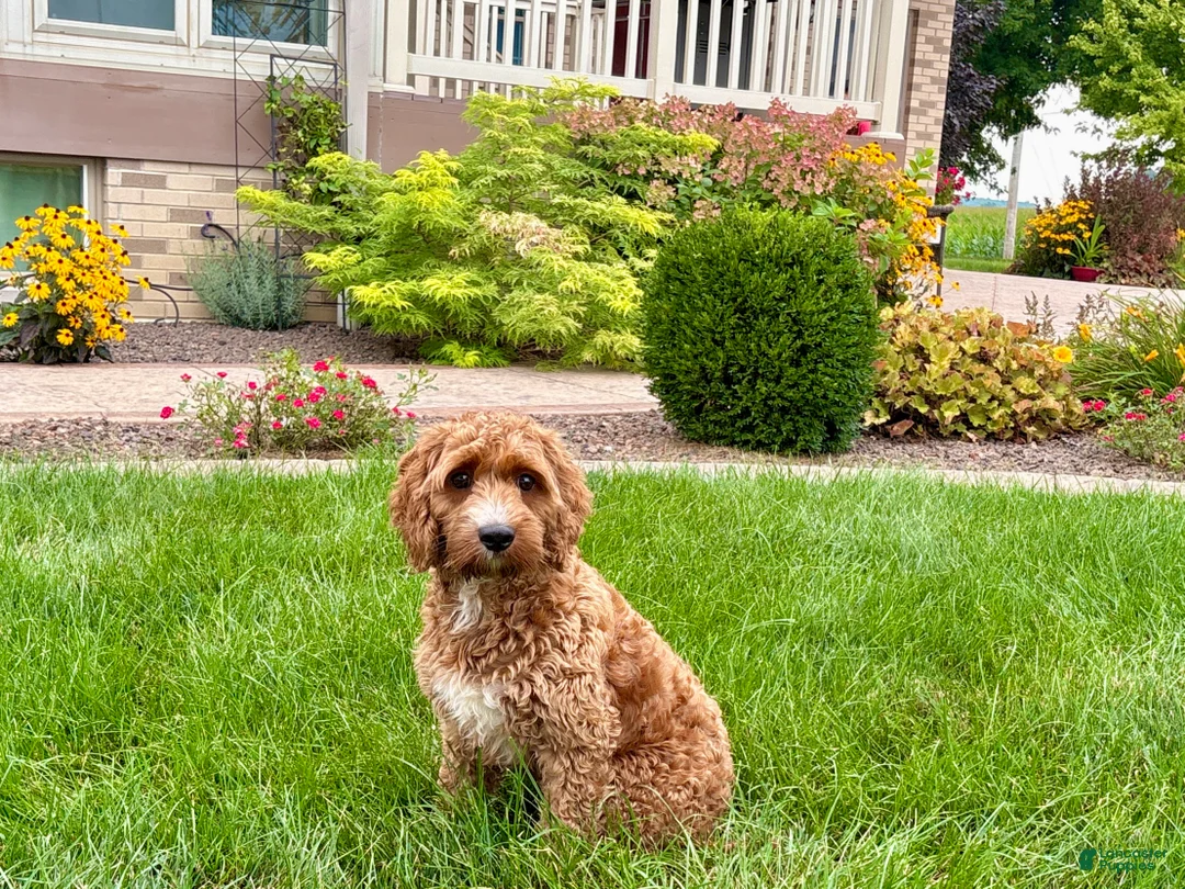 Cockapoo dogs for sale: Kip  - Ad 1