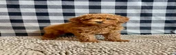 Miniature Poodle dogs for sale: Nola - Ad 7