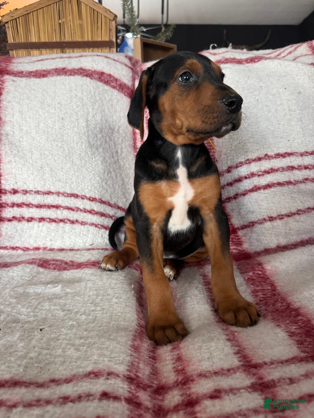 Mixed Breed dogs for sale: Mixed Breed Puppy 4 - Ad 19