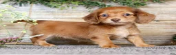 Miniature Dachshund dogs for sale: Erica - Ad 6