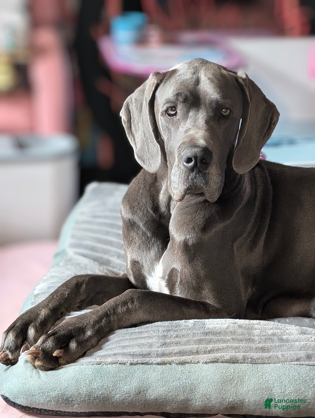 Great Dane dogs for sale: Great Dane Puppy 1 - Ad 18