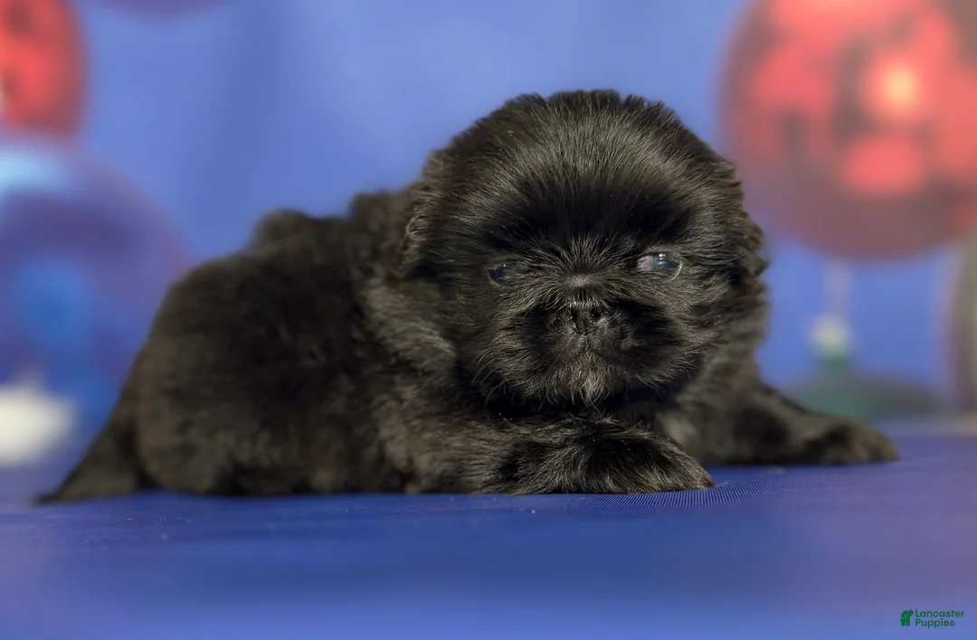 Pekingese dogs for sale: AKC DNA OFA Pablo - Ad 13