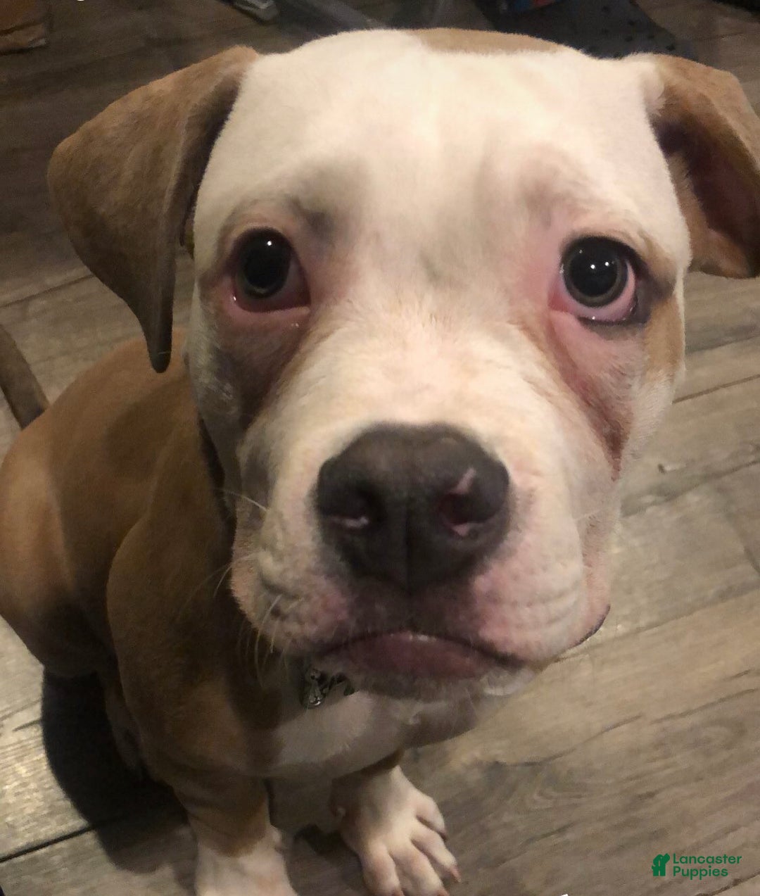 Mixed Breed dogs for sale: Tiger - Ad 5