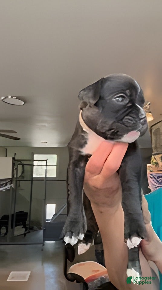 Boxer