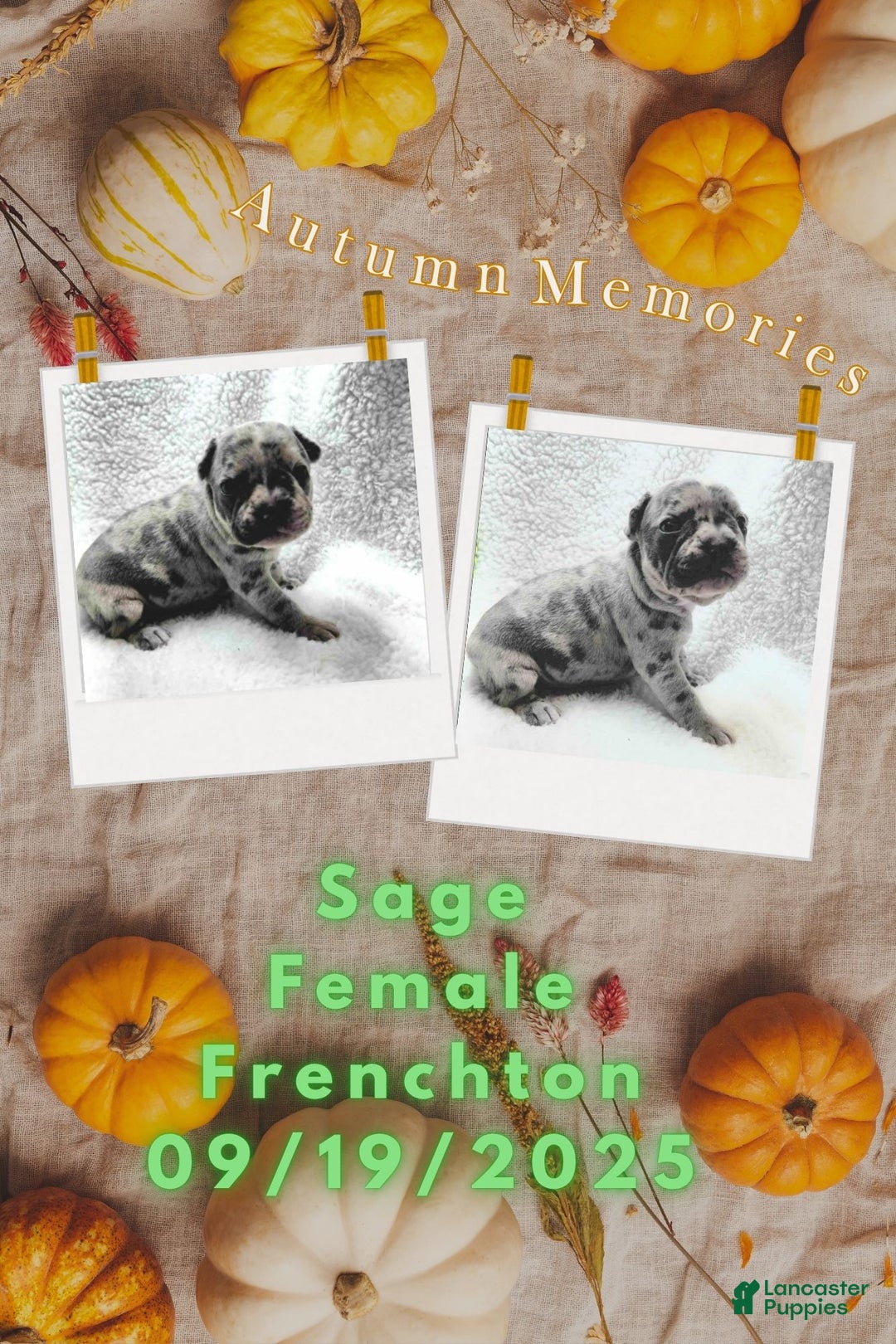 Frenchton dogs for sale: Sage - Ad 1