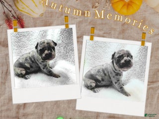 Frenchton dogs Sage - Ad 22