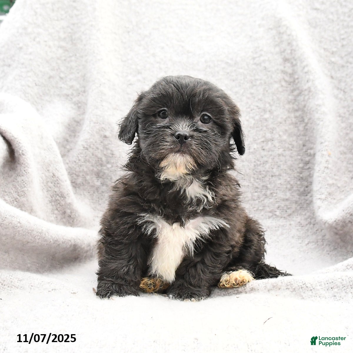 Shihpoo dogs Meadow - Ad 34