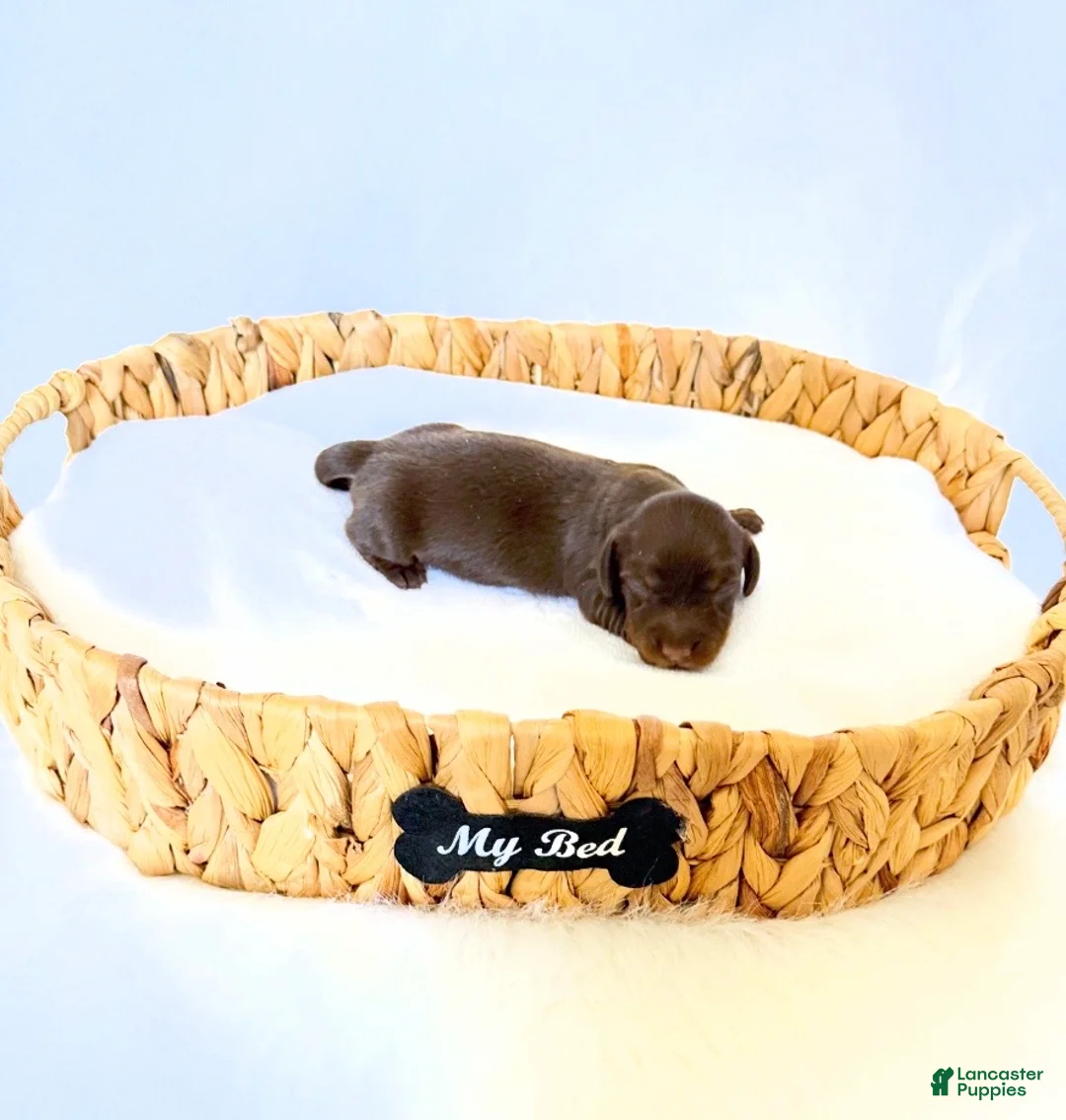 Miniature Dachshund dogs for sale: Dakota - Ad 2