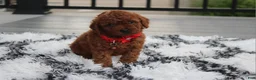 Toy Poodle dogs for sale: Kali - Ad 21