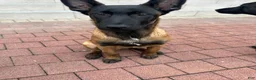 Belgian Malinois dogs for sale: Belgian Malinois Puppy 1 - Ad 7