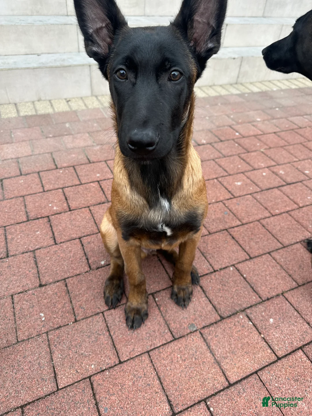 Belgian Malinois dogs for sale: Belgian Malinois Puppy 1 - Ad 7