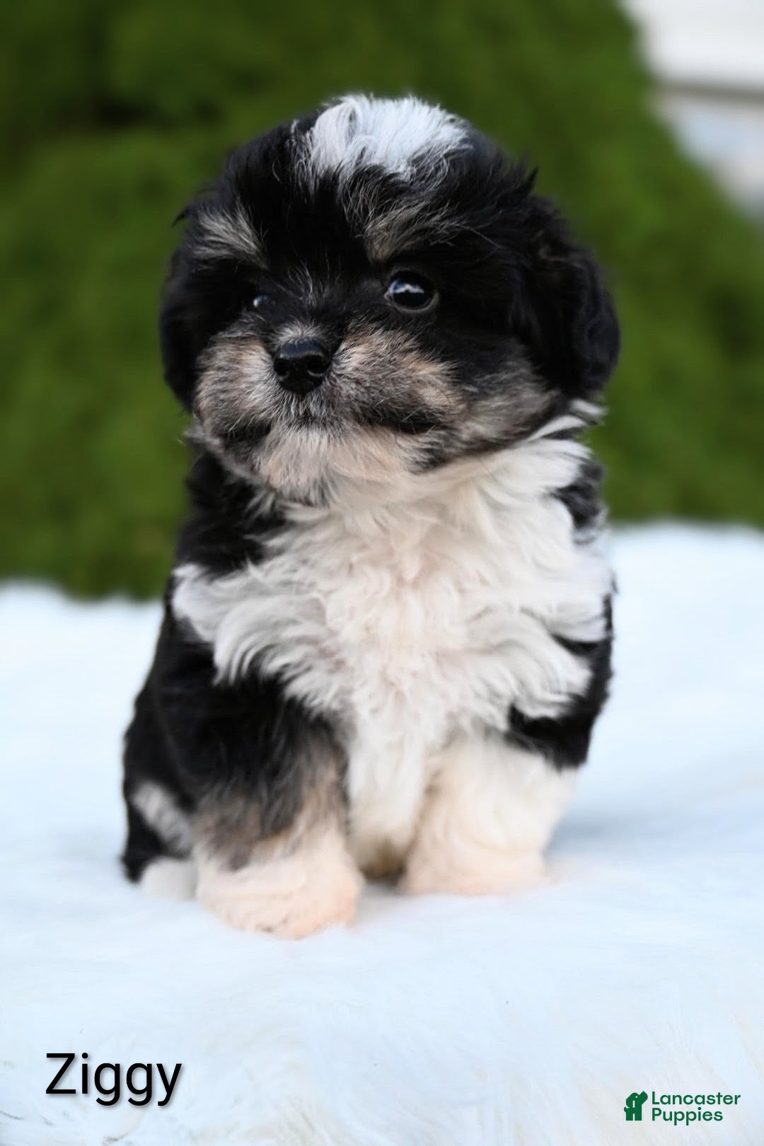 Miniature Australian Shepherd dogs Ziggy - Ad 2