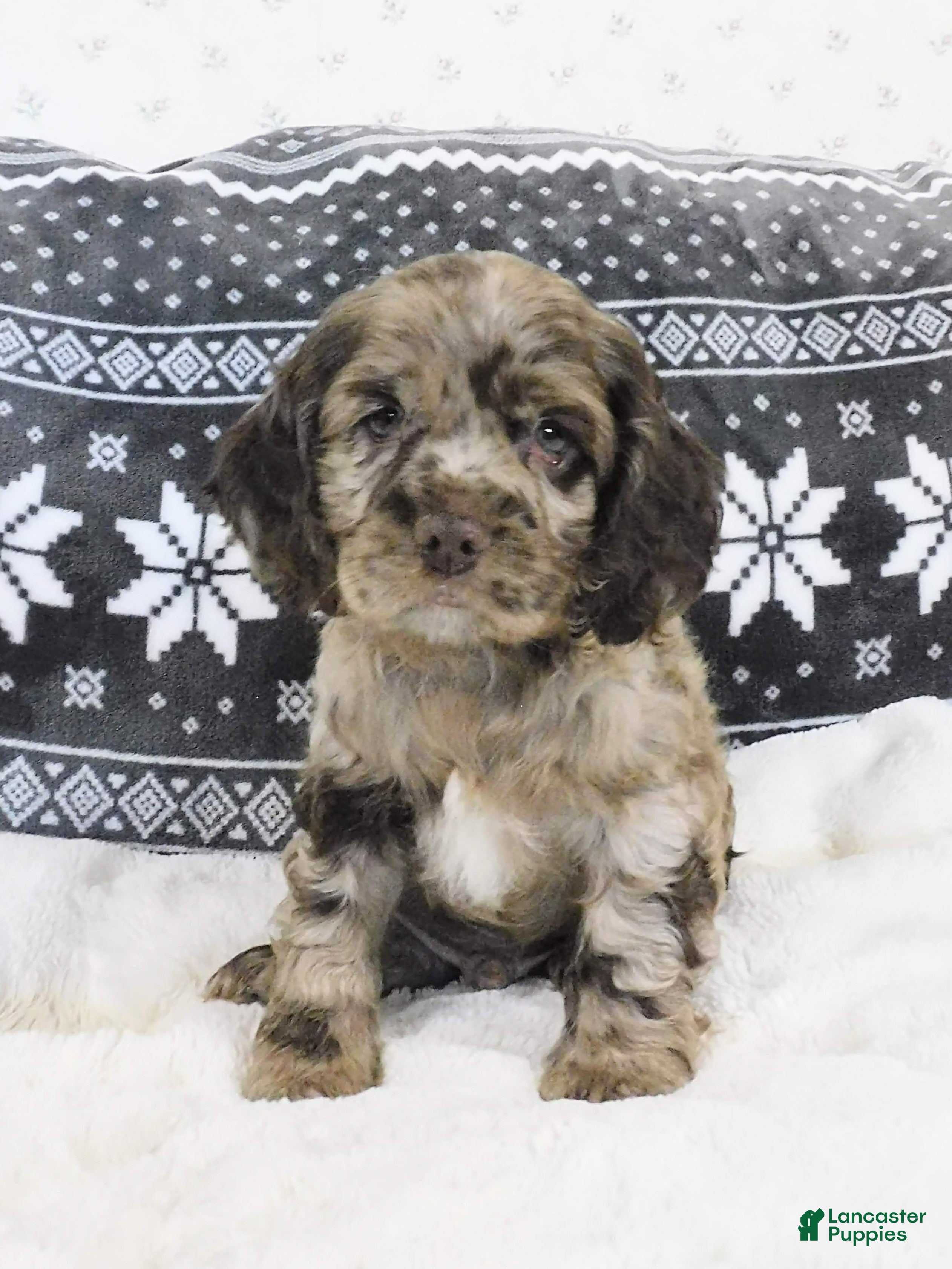 Cocker Spaniel dogs Butterscotch  - Ad 39