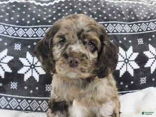 Cocker Spaniel dogs Butterscotch - Ad 30
