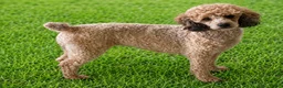 Toy Poodle dogs for sale: Ray  - Ad 12