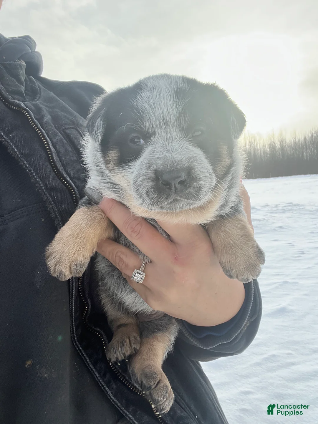 Australian Cattle Dog dogs for sale: Olivia - Ad 7