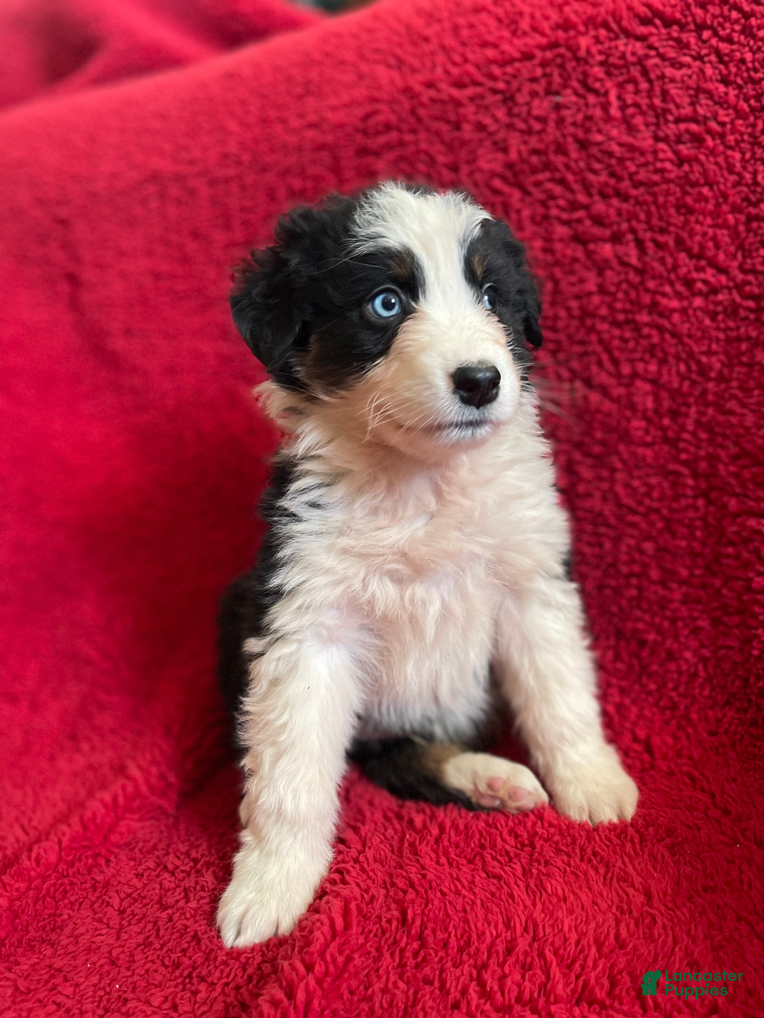 Australian Shepherd dogs for sale: Valentine  - Ad 2