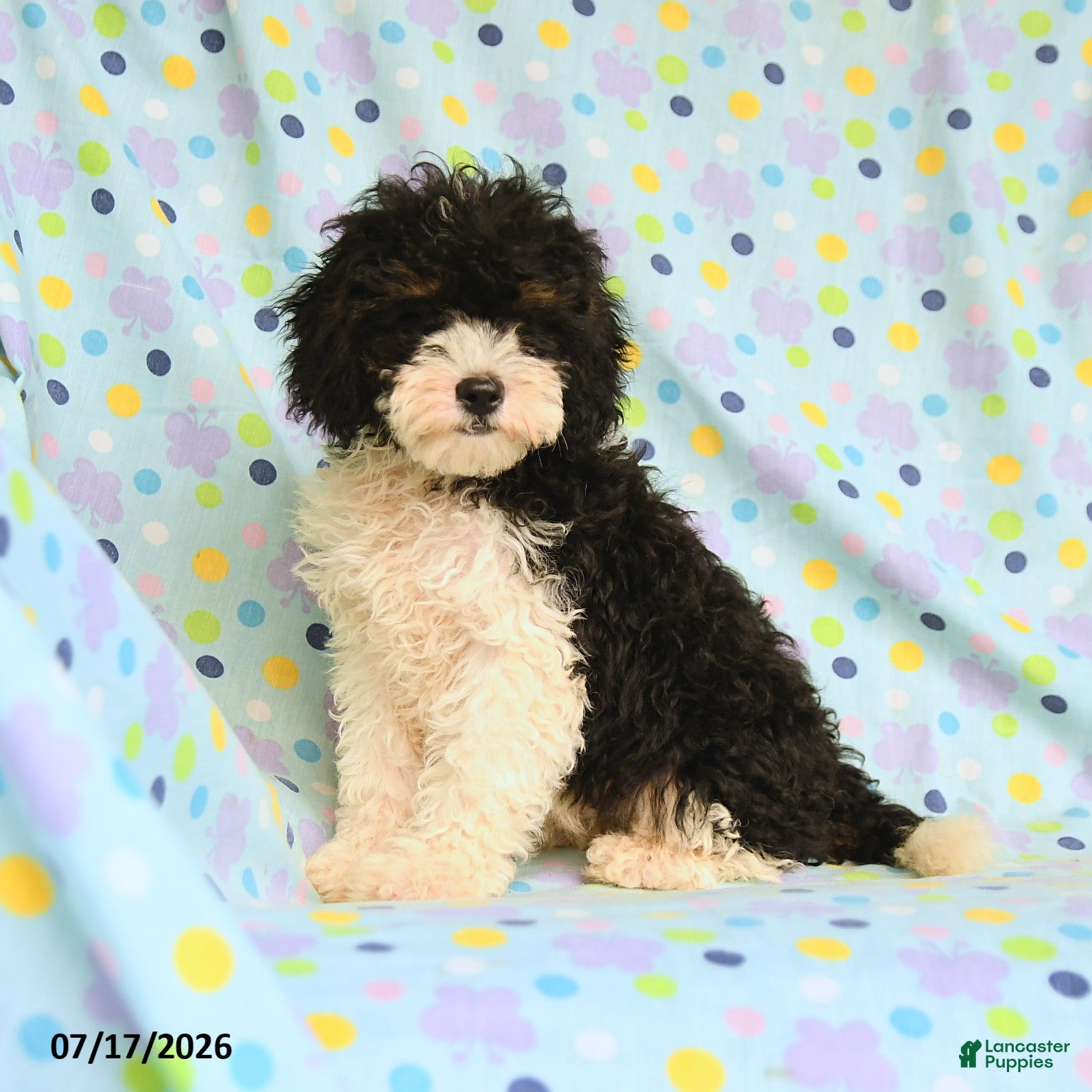 Shihpoo dogs Shawn  - Ad 2