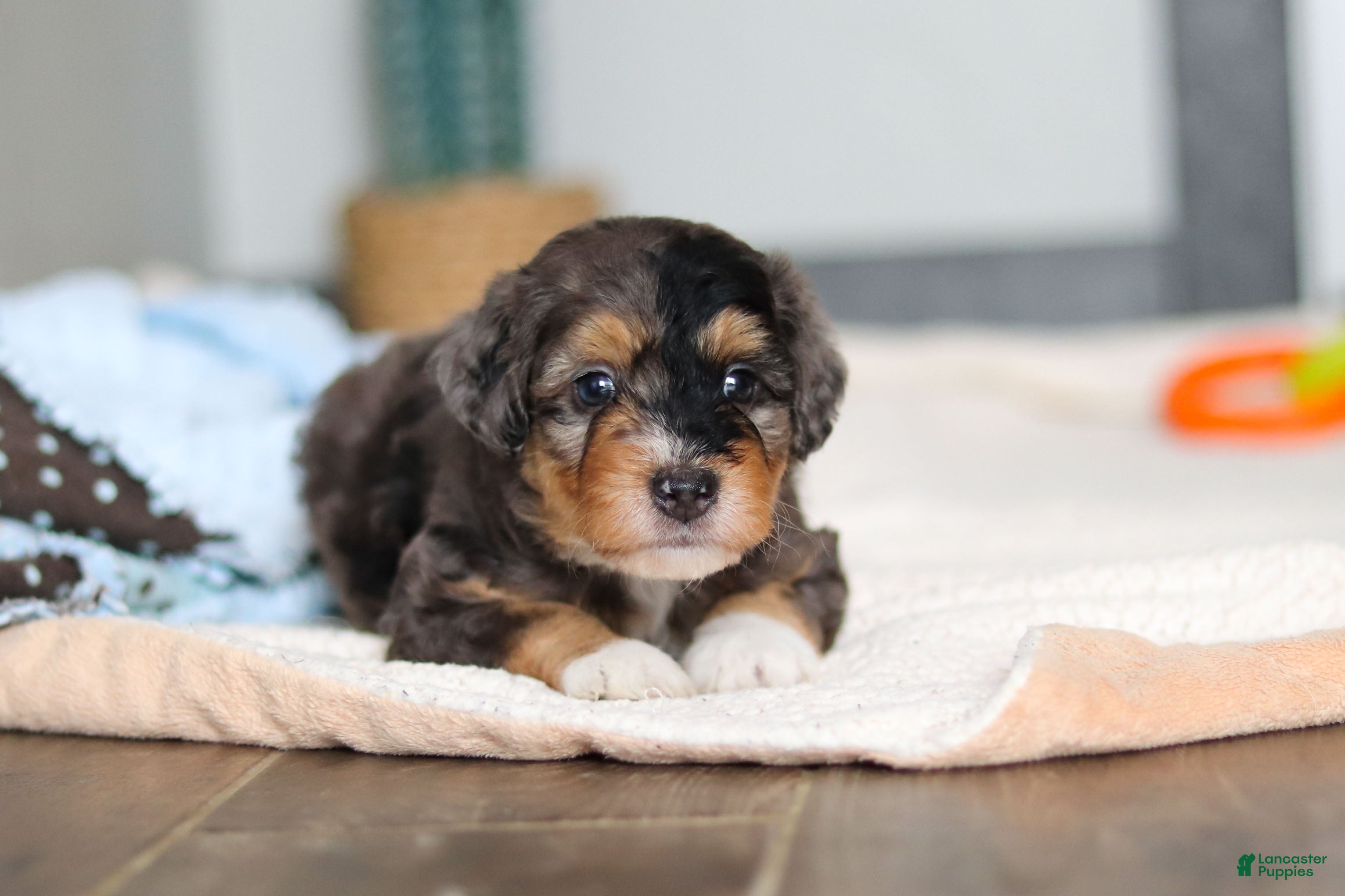 Mini Bernedoodle dogs Duke - Ad 2