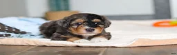 Mini Bernedoodle dogs for sale: Duke - Ad 2