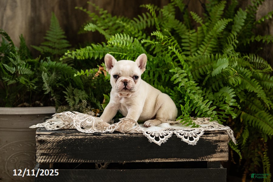 French Bulldog dogs Reba - Ad 30